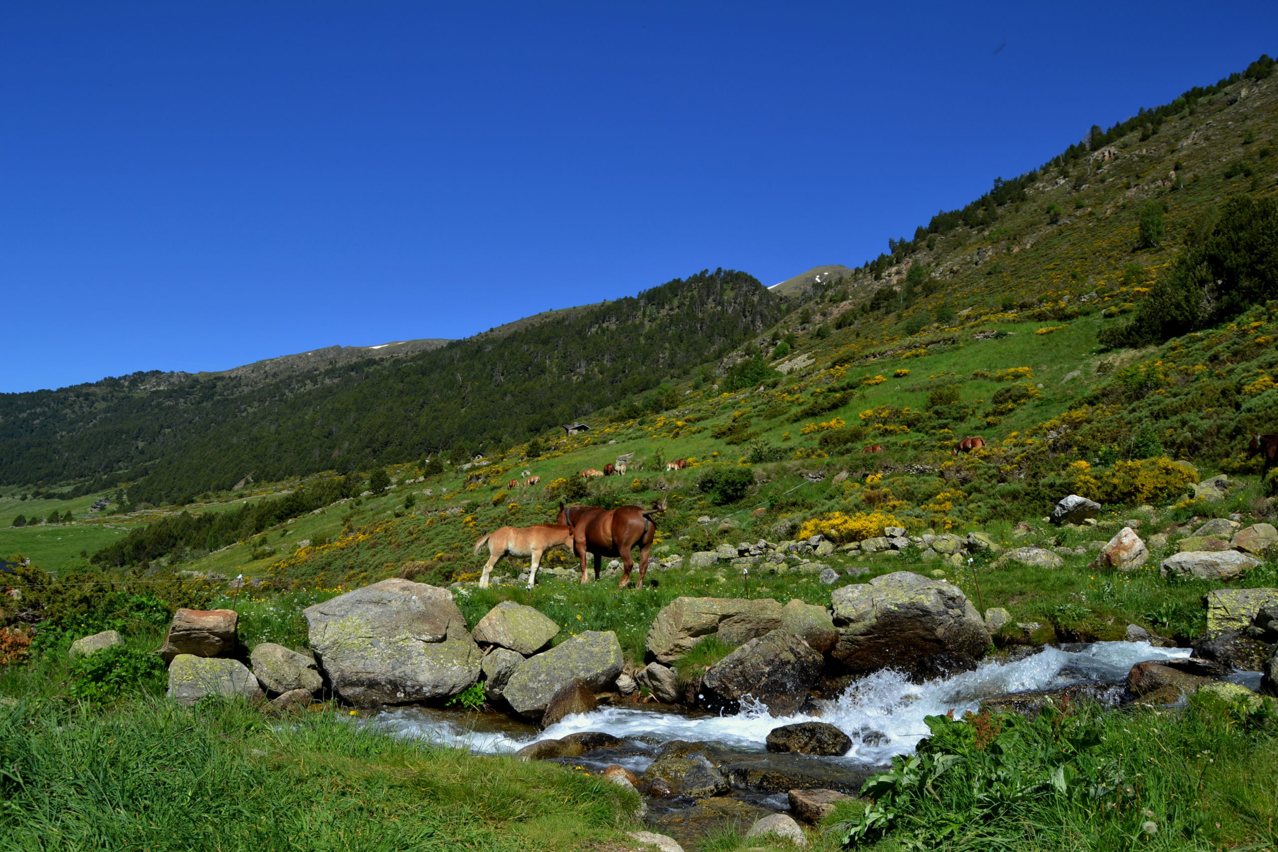 Vall de Sorteny Ordino scaled - Sorteny Valley-Ordino-Andorra