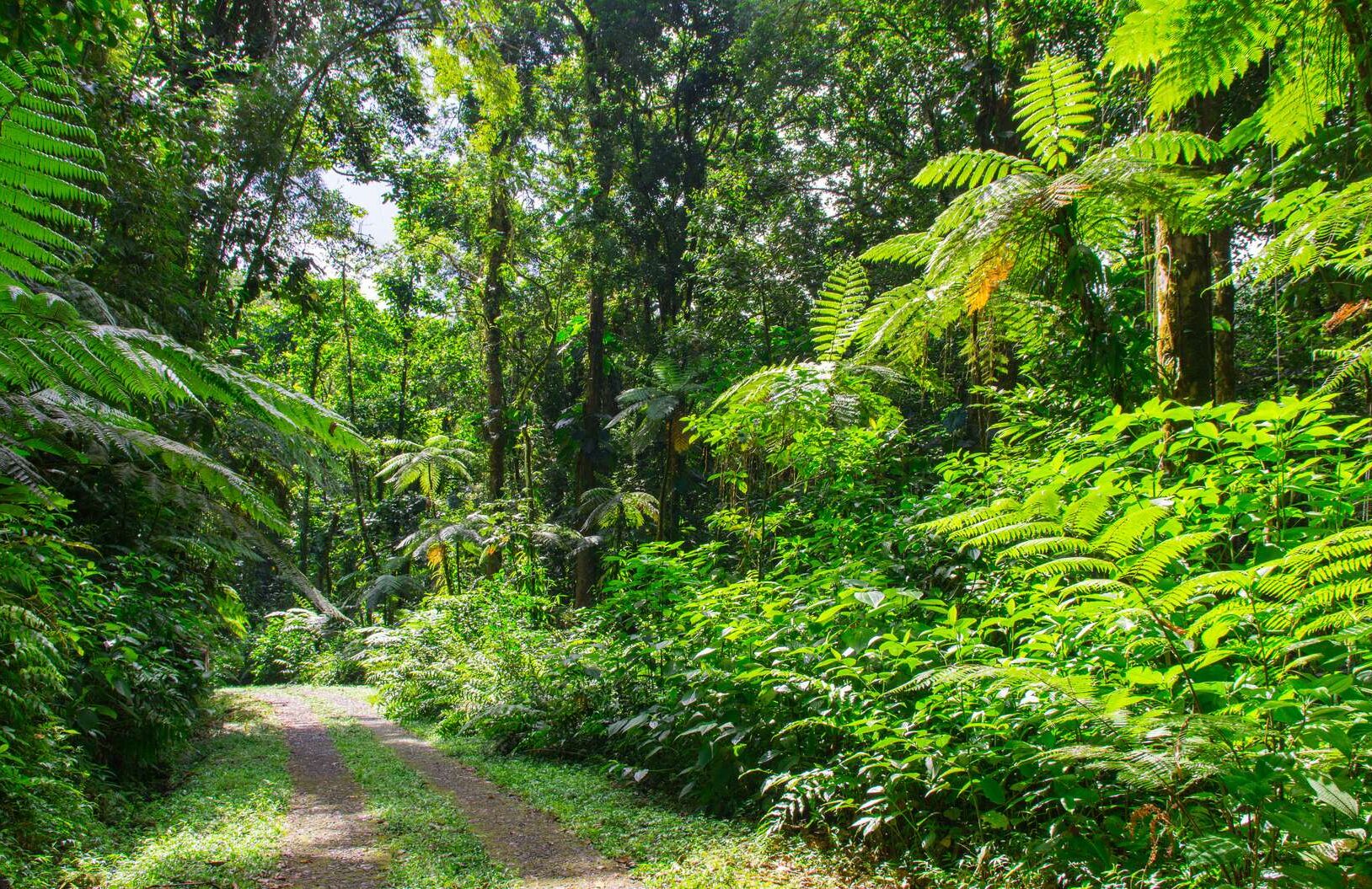 parc national guadeloupe e1613755661552 - Parc National de la Guadeloupe-France